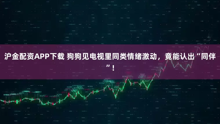 沪金配资APP下载 狗狗见电视里同类情绪激动，竟能认出“同伴”!